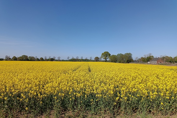 blühendes Rapsfeld